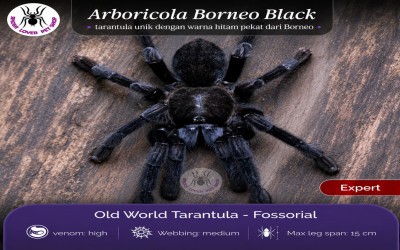 Phormingochilus arboricola (ex Borneo Black) Tarantula